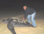 Una gigantesca tortuga laud.