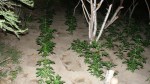 plantio_03