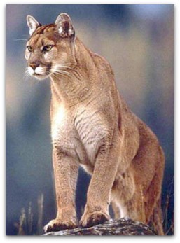 puma