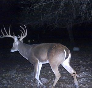 VENADO