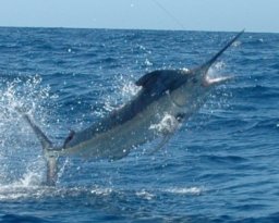 PESCA DEPORTIVA EN BCS