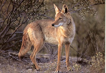 coyote 38832