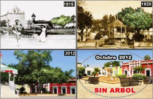 w - 1 arbol historico de san jose del cabo