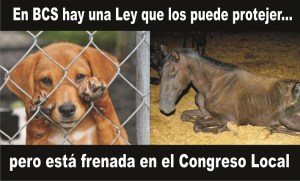 3 - 1 axxel sotelo ley proteccion animales