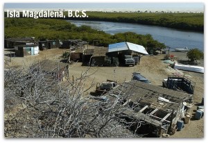z - isla magdalena 003