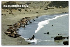 z - isla magdalena 006