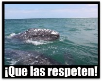 3 - 1 ballenas