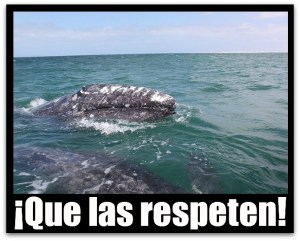 3 - 1 ballenas