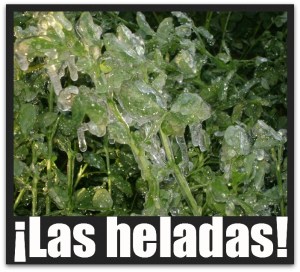 3 - 1 heladas valle de santo domingo 48395
