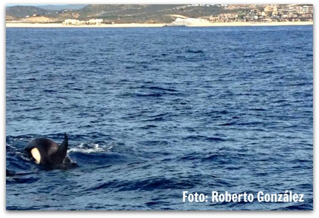 3 - 1 orcas en cabo san lucas