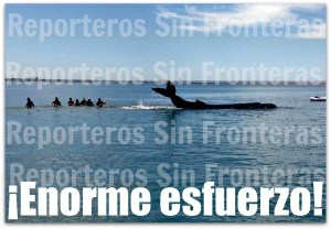 2 - 1 ballena malecon de la paz