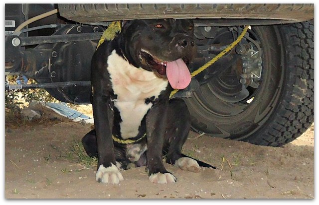 2 - 1 ahi esta el perro que mato al trabajador de la CFE