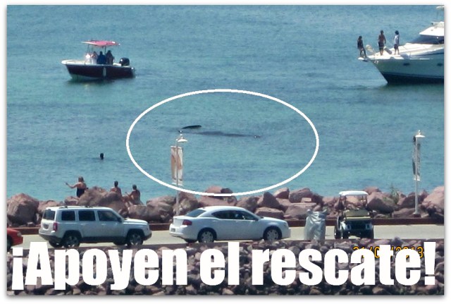 2 - 1 ballena costa baja