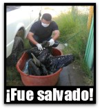 2 - 1 pelicanos 001