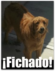 2 - 1 perro que ataco a anciano