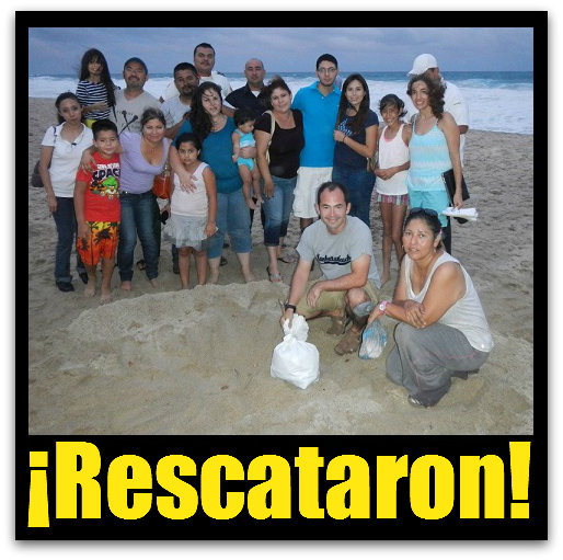 2 - 1 tortugas rescate en san jose del cabo