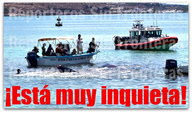 2 - 1 uabcs al rescate de la ballena varada