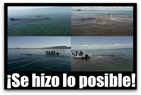 2 - 1 ballena muerta reporte de profepa