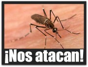 2 - 1 el dengue mosco zancudo 04