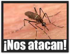2 - 1 el dengue mosco zancudo 04