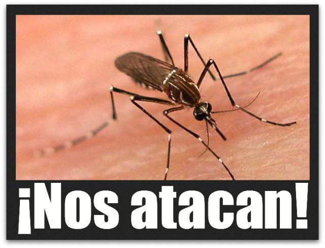 2 - 1 el dengue mosco zancudo 04