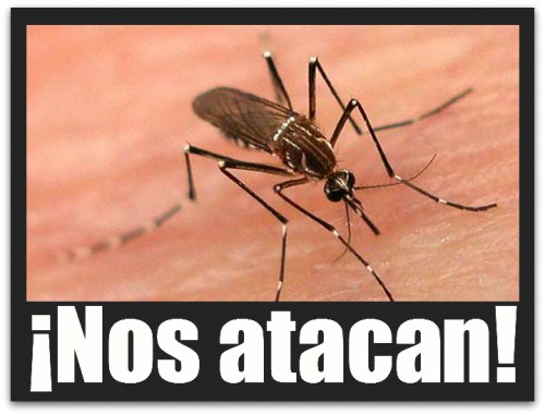 2 - 1 el dengue mosco zancudo 04
