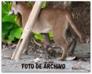 2 - 1 puma beach