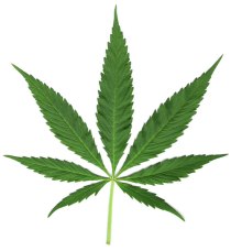 2 - 1 marihuana