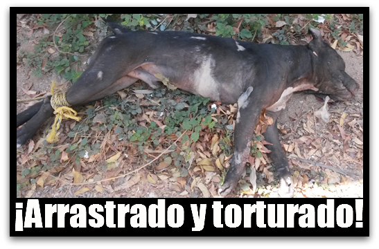 2 - 1 pitbull asesinato