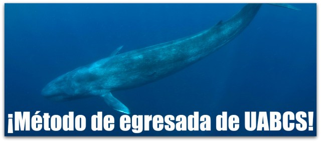 ballena azul
