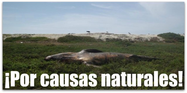 BALLENA MUERTA 001