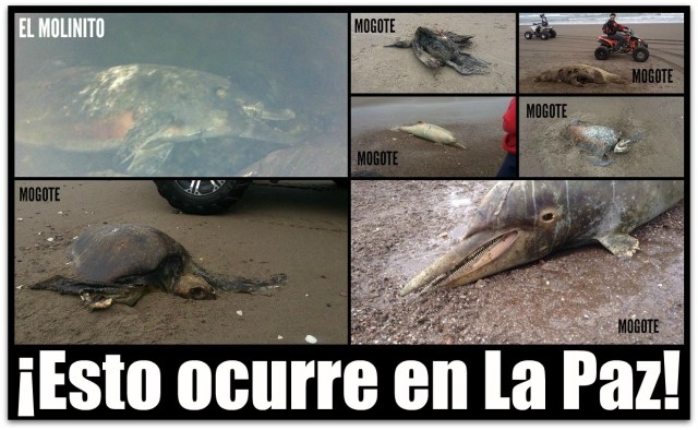 ESPECIES MUERTAS LA PAZ BCS