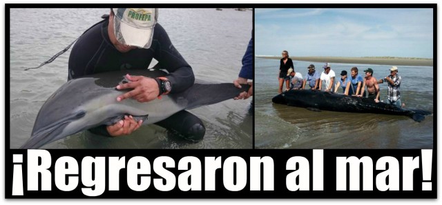 1 RESCATE DE PROFEPA Y BIOLOGOS ASI COMO AMANTES DEL MAR DE DELFINES Y BALLENAS EN BCS
