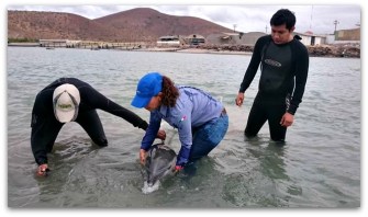 3 PROFEPA BALLENAS