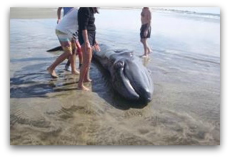 4 PROFEPA BALLENAS