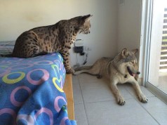 LOBO Y OCELOTE 002