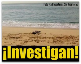 1 muerto a orilla del mar