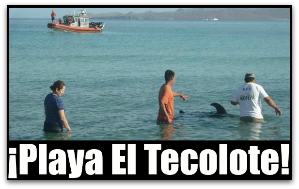 1 a rescate de delfines 004