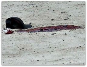 1 asesinado en colonia jardines del sur