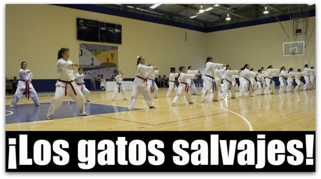 0 a ligas deportivas uabcs gatos salvajes