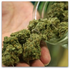 0 a marihuana 005