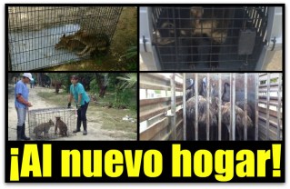 0 a zoologico de santiago animales profepa
