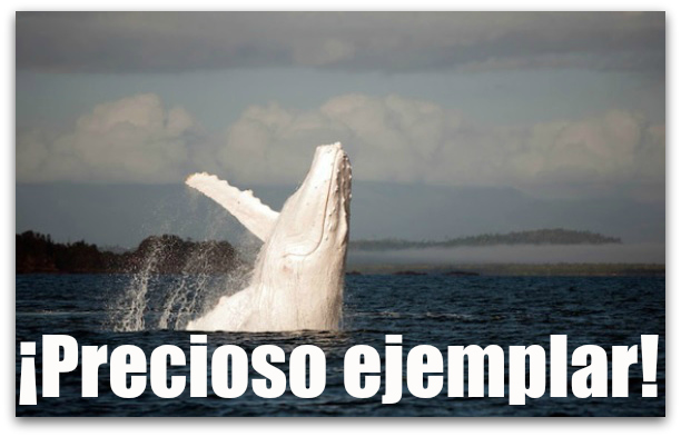 0 a ballena blanca2 baja california sur