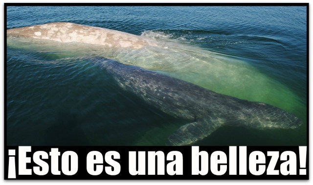 0 a ballena albina 01