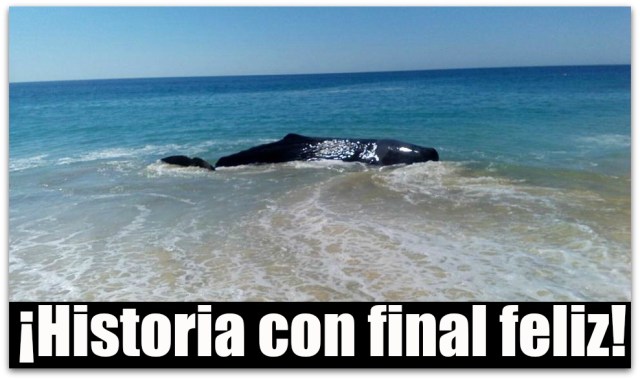 0 a ballena logro ser rescatada
