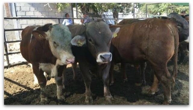0 a fiestas de san jose del cabo 2016 expo ganadera