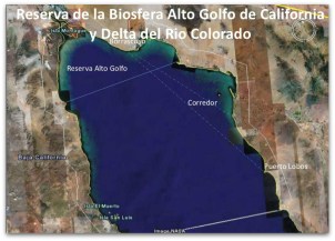 o a alto golfo de california