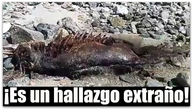 0 A A SIRENA ISLA CERRALVO