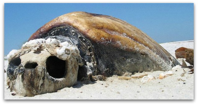0 a tortuga muerta