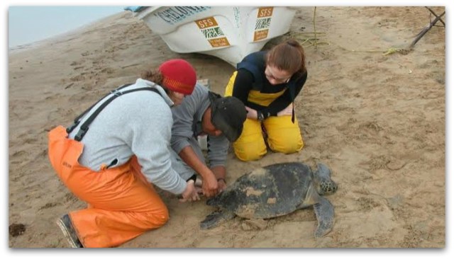 0 a marcaje de tortugas marinas uabcs